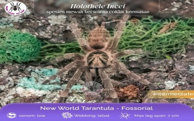 Holothele Incei Unsex Juvi Tarantula